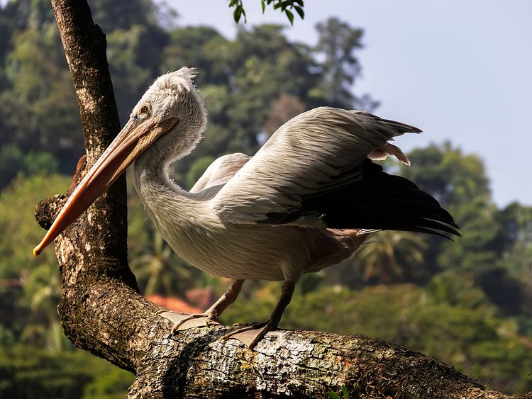 Bird Flu Knocks the Doors of Senegal!