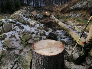 Illegal Logging in Transcarpathia!