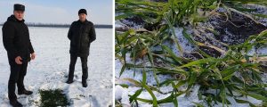 The Possibility of Winter Crops Dying from Frost in Kirovohrad!