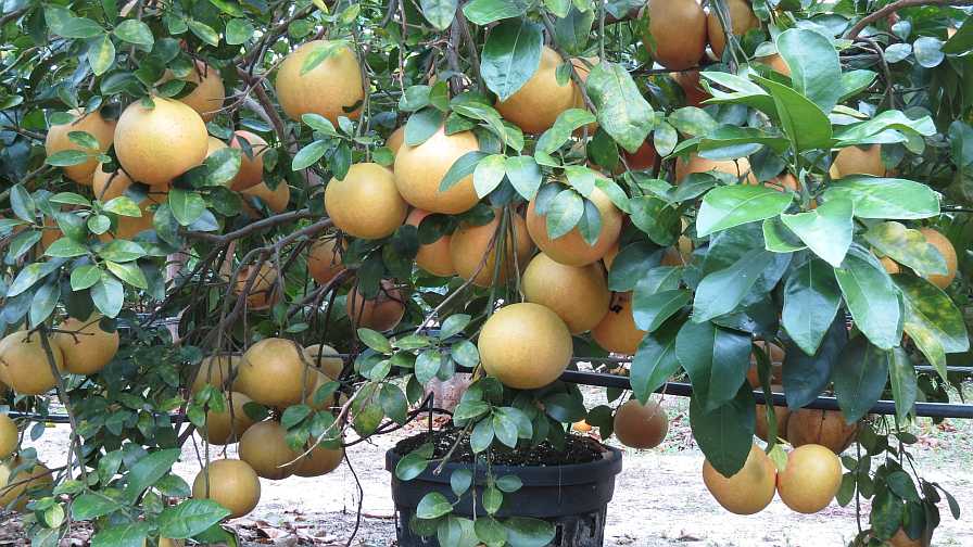 Growing a Grapefruit Tree from the Stone