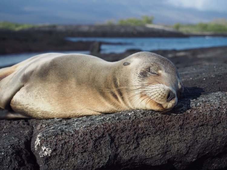 The Galapagos Islands Are a 