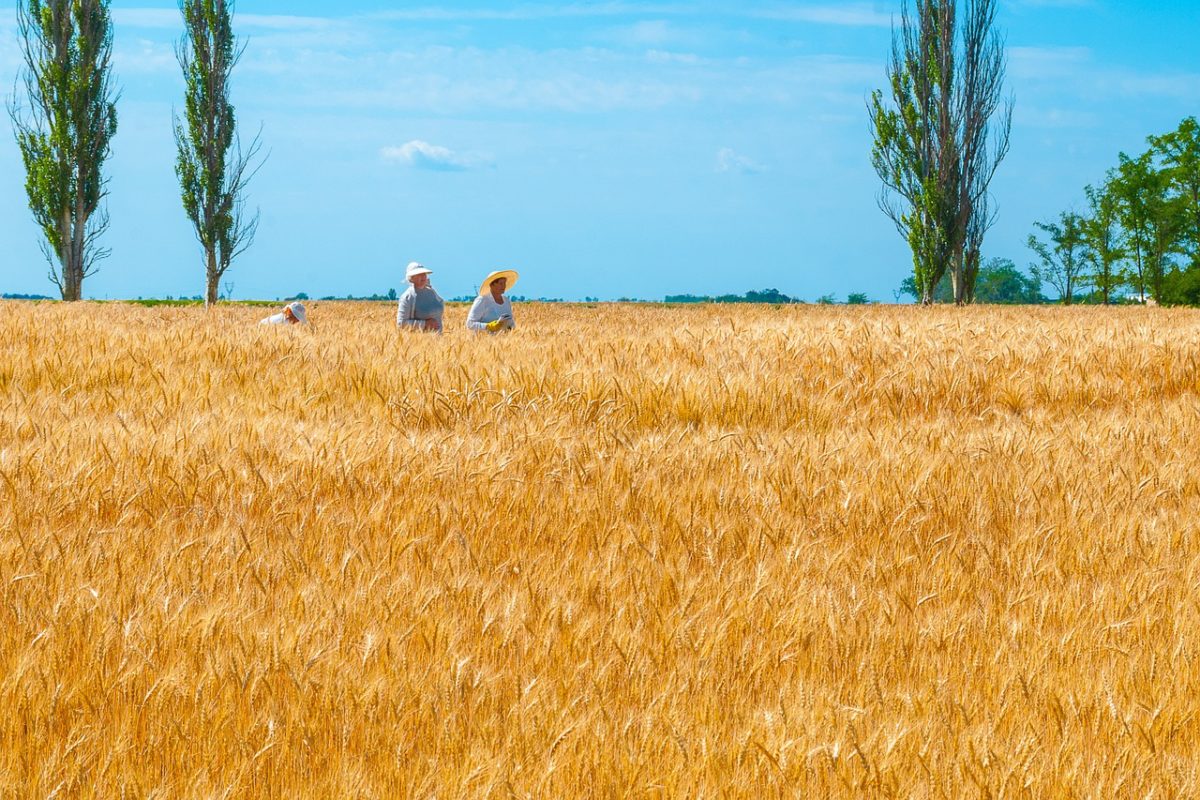 The Growth of Crop Production in 2021 in Ukraine