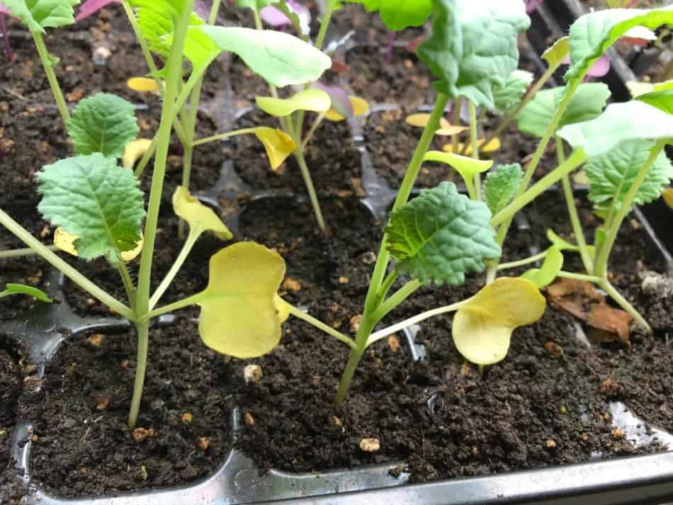 Yellow Cotyledons and Lower Leaves in Pepper Seedlings