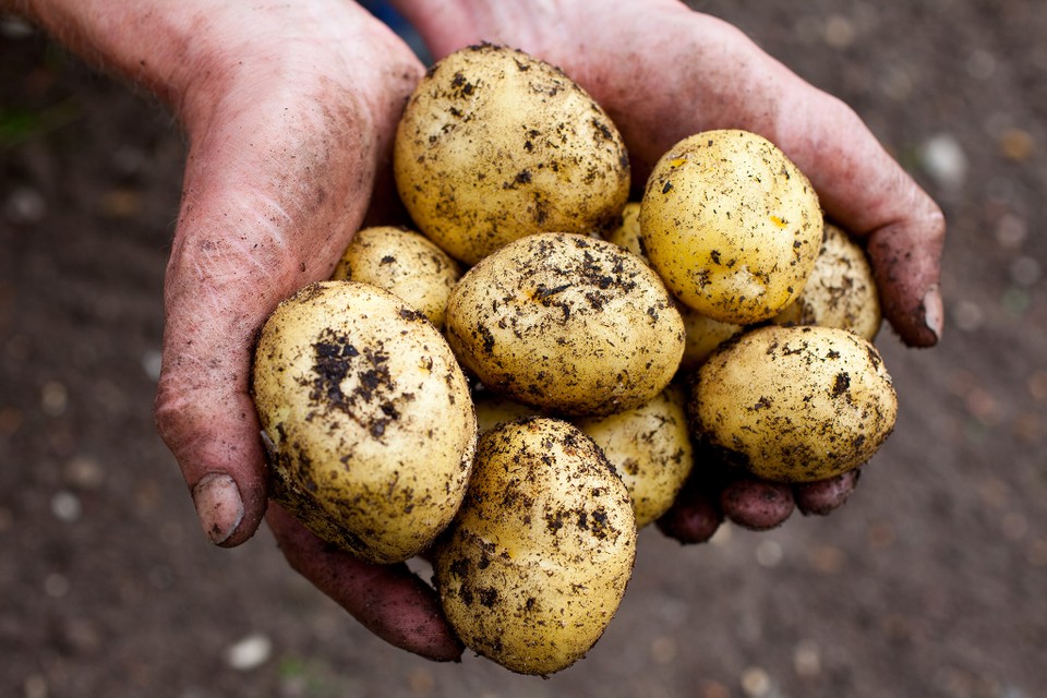 Caring for Potatoes After Planting in the Spring