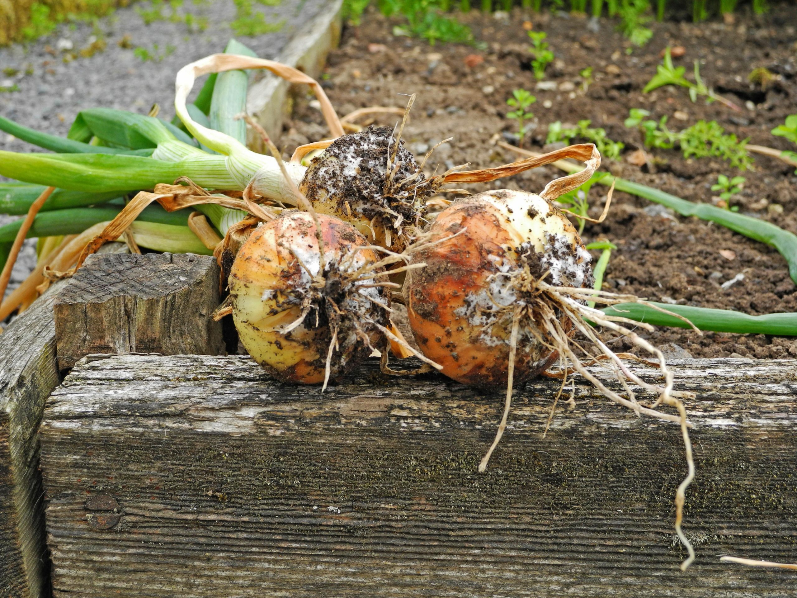 Causes of the Rot of Planted Onions