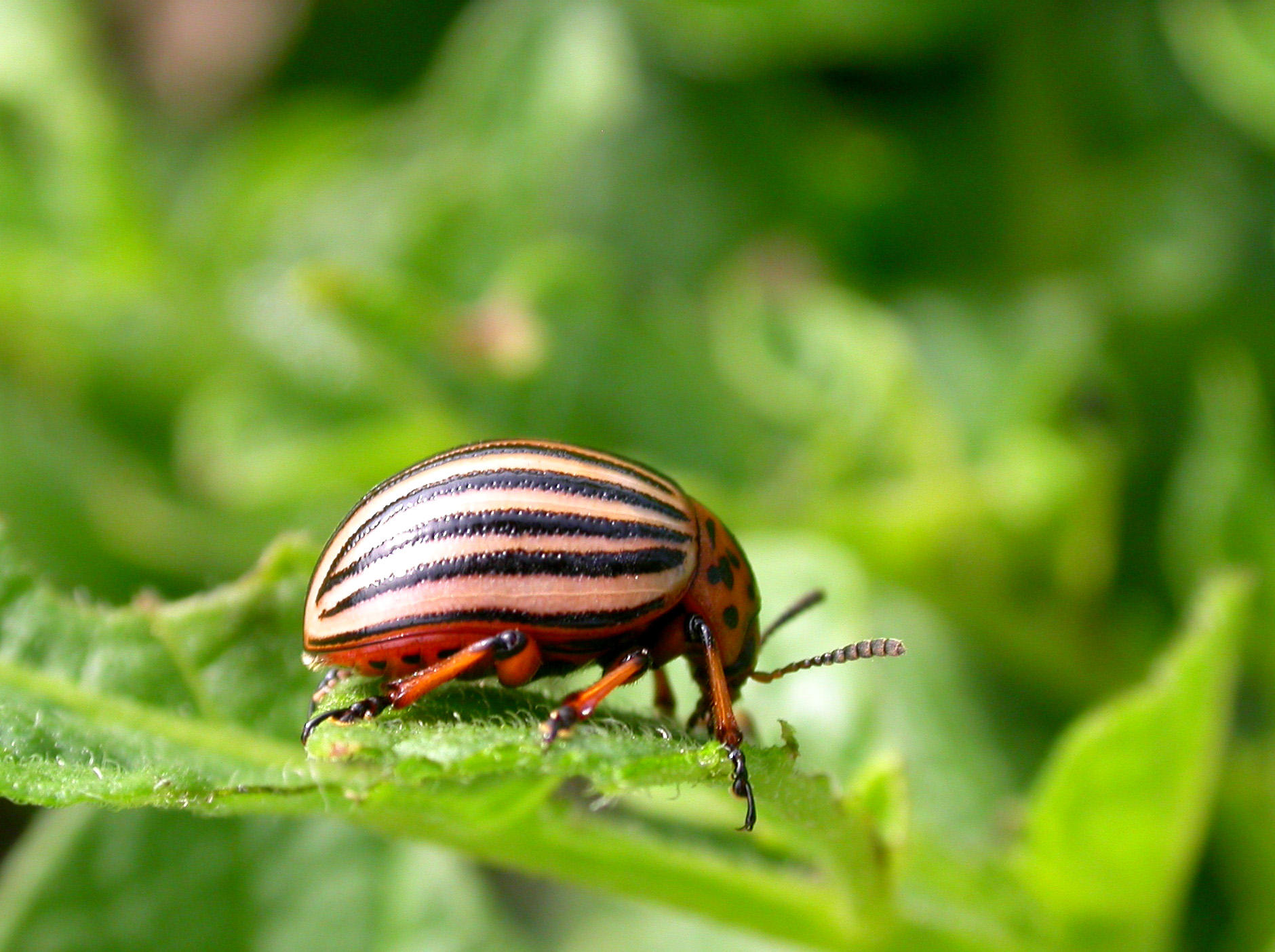 How to Get Rid of Floricide on the Garden