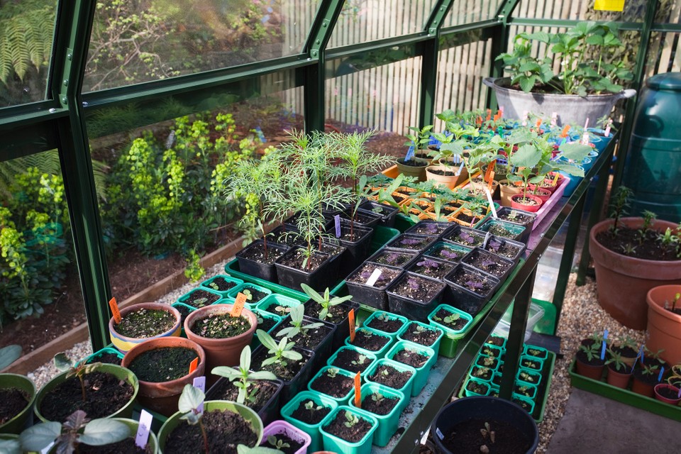 Importance of Planting Seedlings in Open Ground and Greenhouse