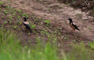 Rosy Starlings Captured in the Dnipropetrovsk Region