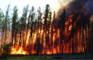 Tragic Fires in the Forests of Canada