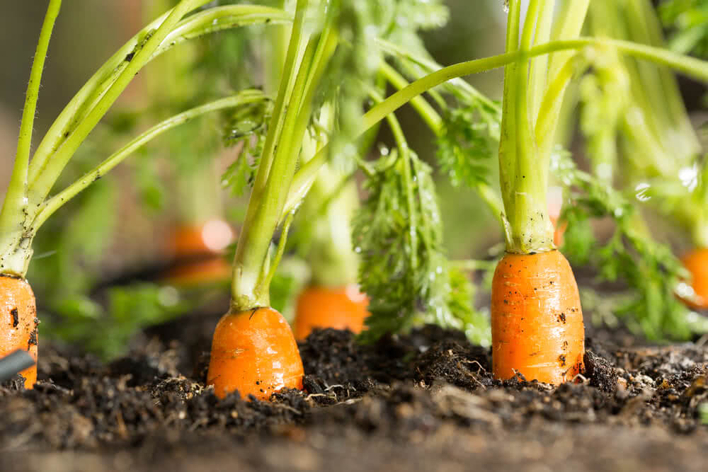 Ways to Protect Carrots From Pests and Diseases