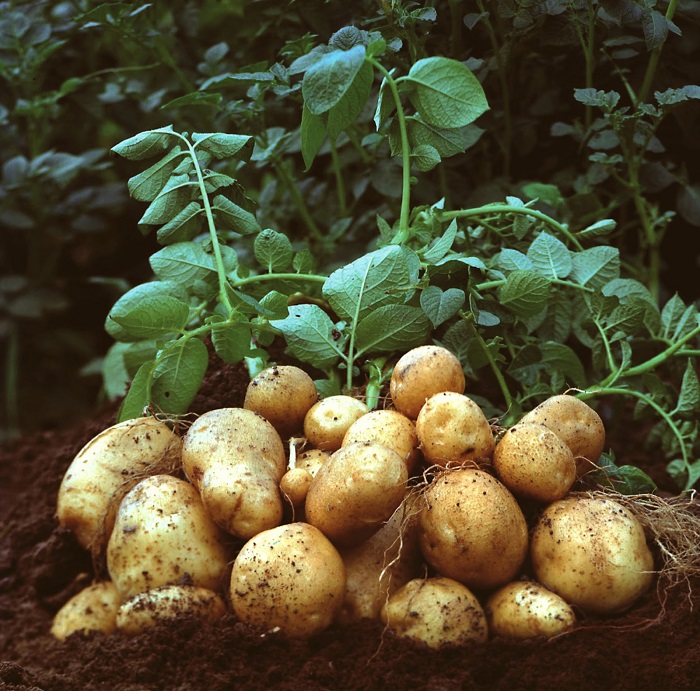 What Is Not Desirable to Feed Potatoes