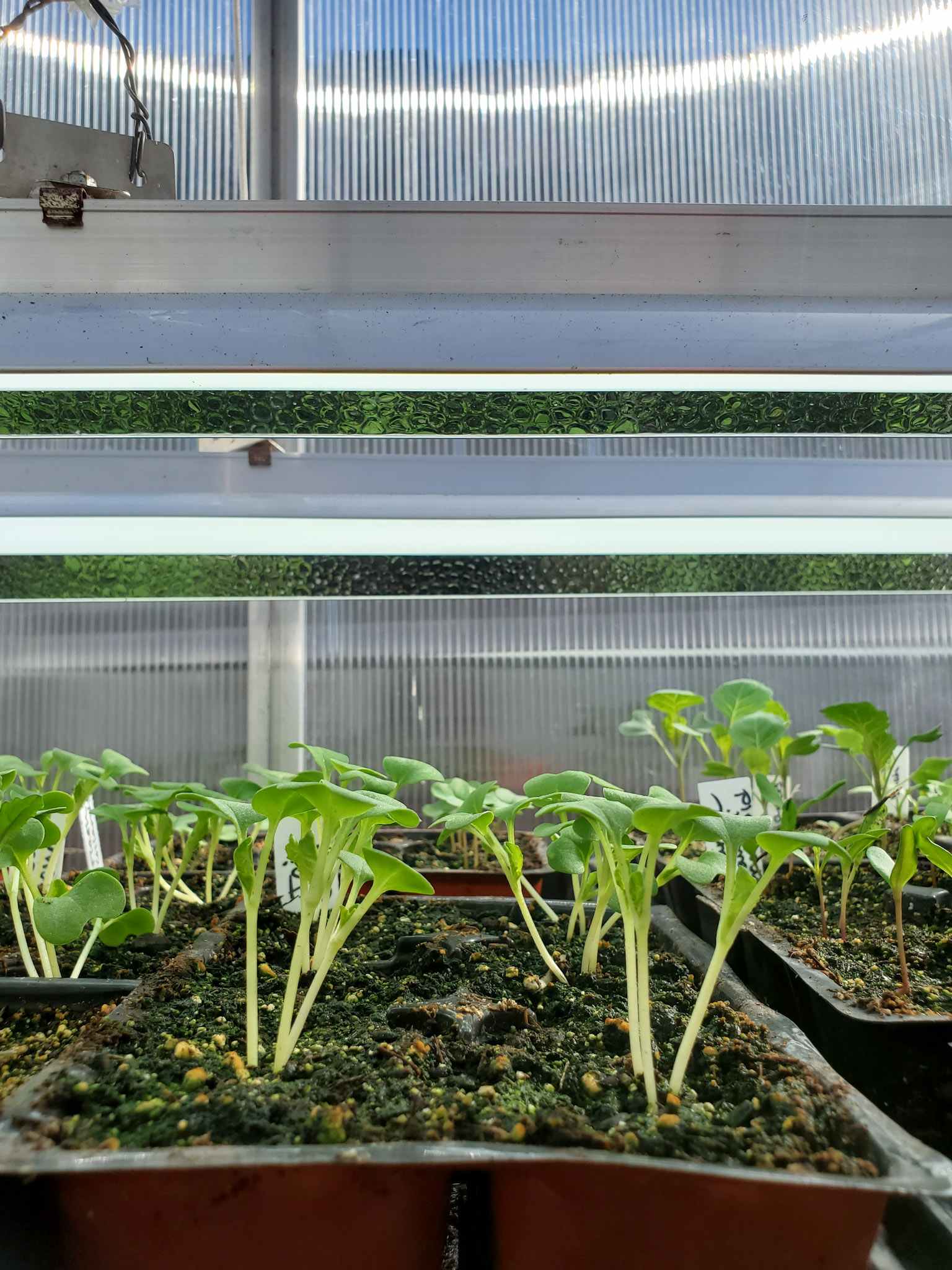 Why the Tops of Seedlings Change Their Color