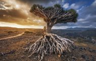 A Trip Out of This World to the Island of Socotra