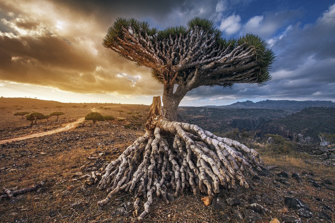 A Trip Out of This World to the Island of Socotra