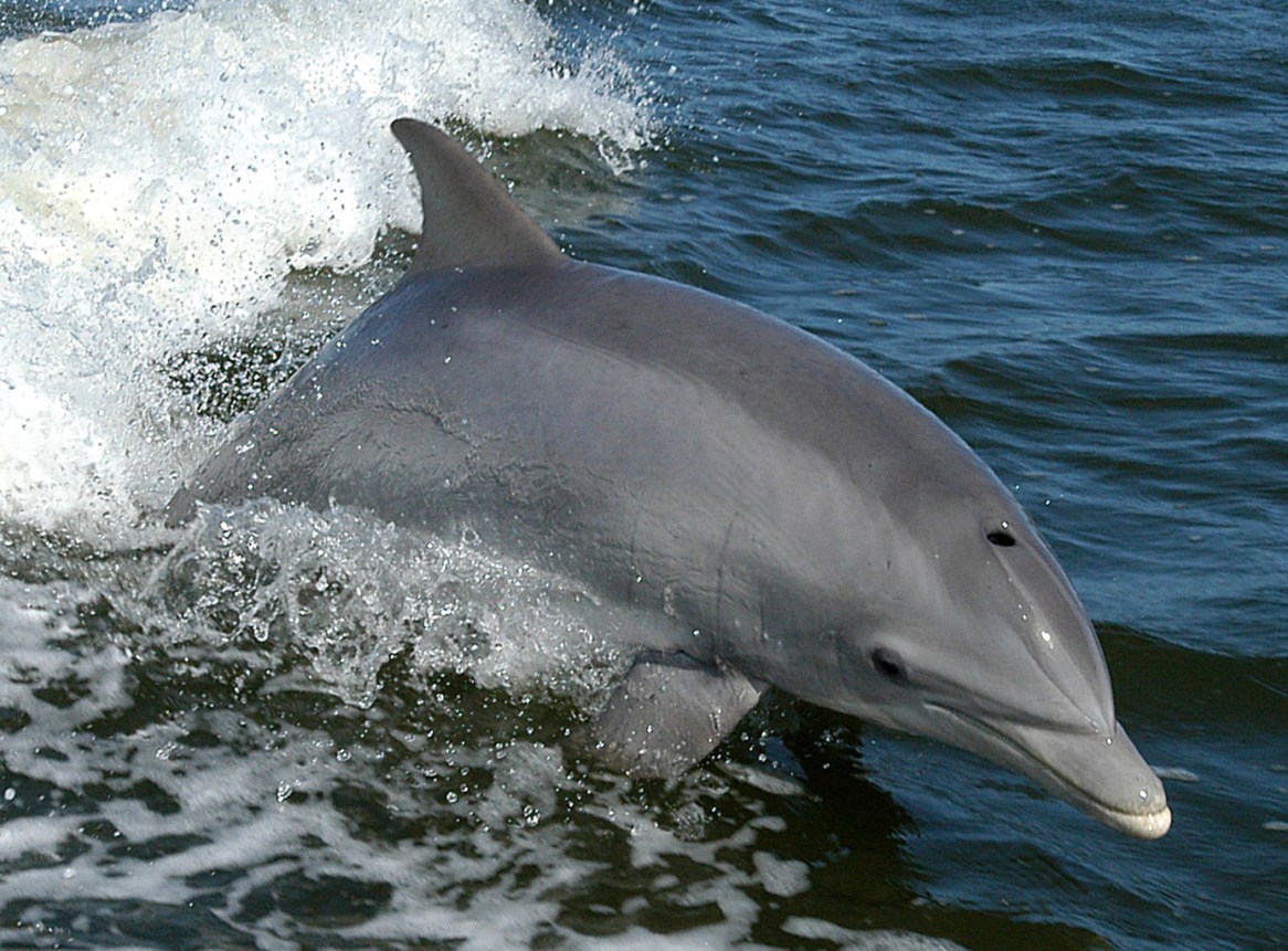 Dolphins Entertain Fishermen and the Beaches Are Empty