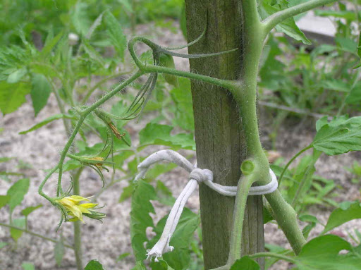 How to Tie Tomatoes