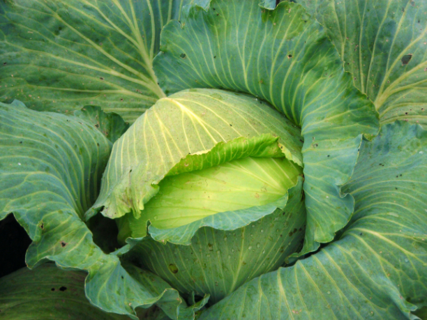 The Easiest Way to Protect Cabbage from Disease