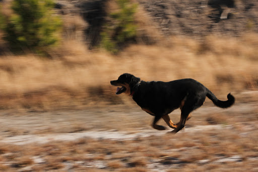 A Dog Caused a Passer-By to Be Hit by a Truck in Turkey