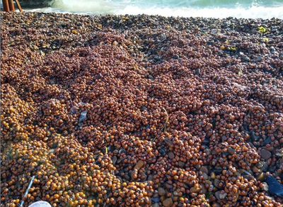 A Mass Migration of Suns on the Shores of the Dniester Estuary