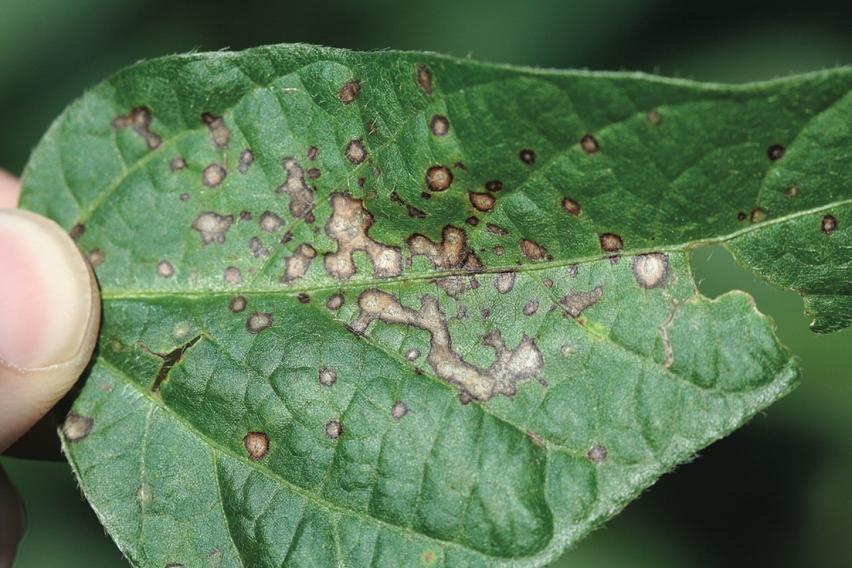 Effective Solutions to Control Mites in Soybean Crops