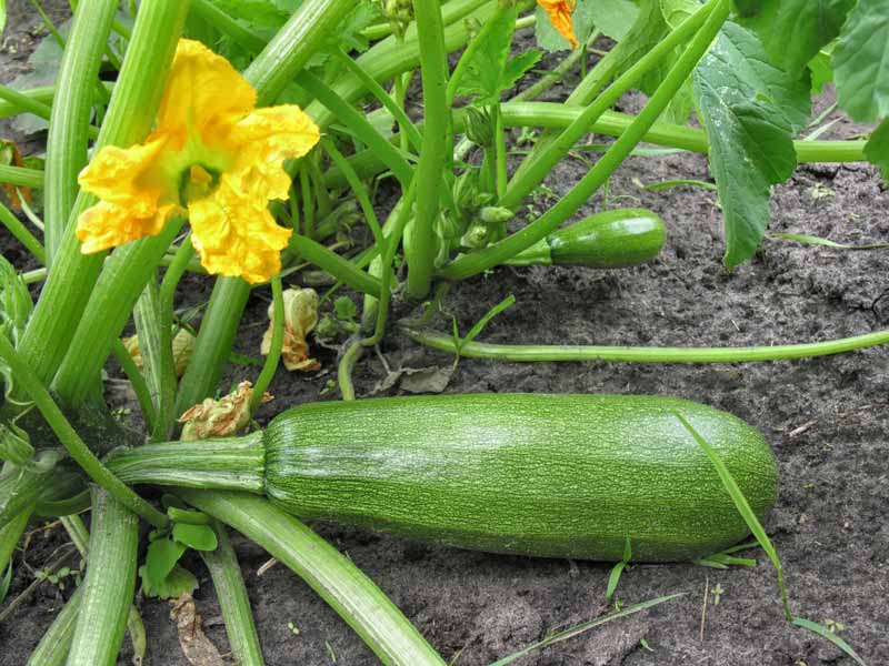 Feeding Zucchini During Fruit Formation