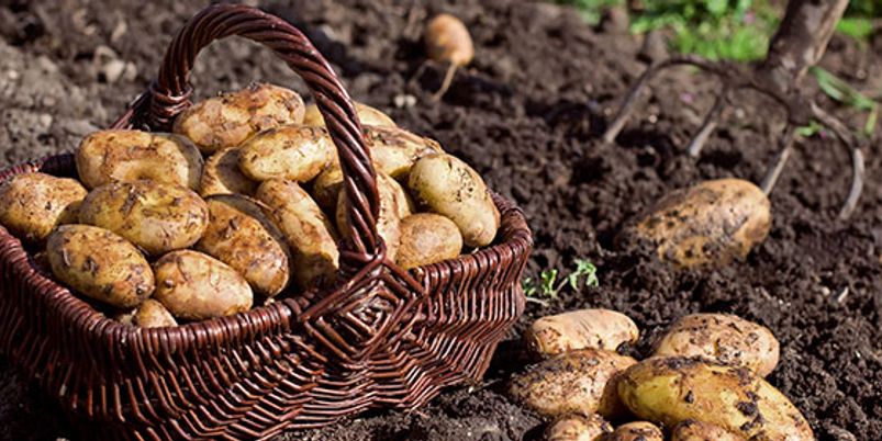 Help Potatoes to Survive the Heat With These Useful Tips