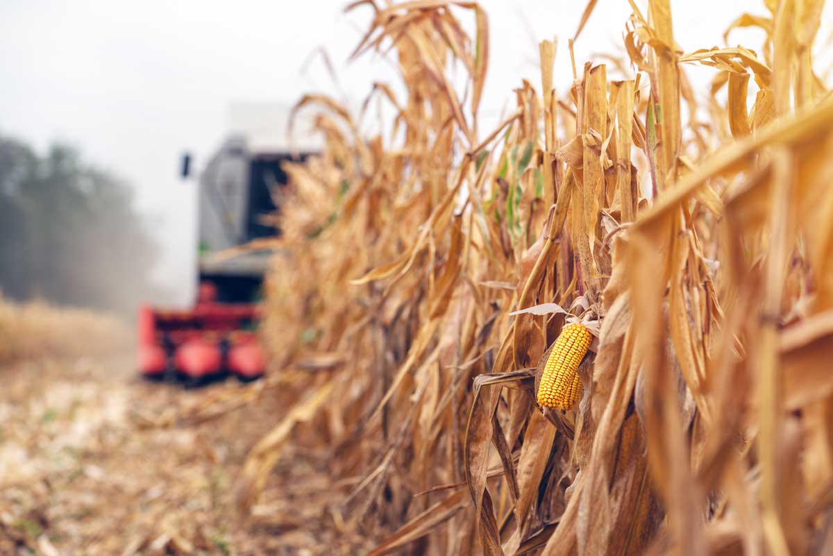 It Became Known Why the World Harvest Is Under Threat