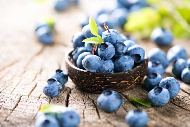 The Blueberry Picking Season Has Started in Volyn