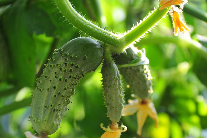 Yellow Ovaries on Cucumbers