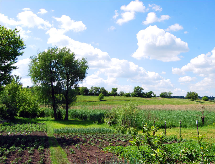 A Farmer Arbitrarily Occupied 100 Hectares of Land in Kirovohrad