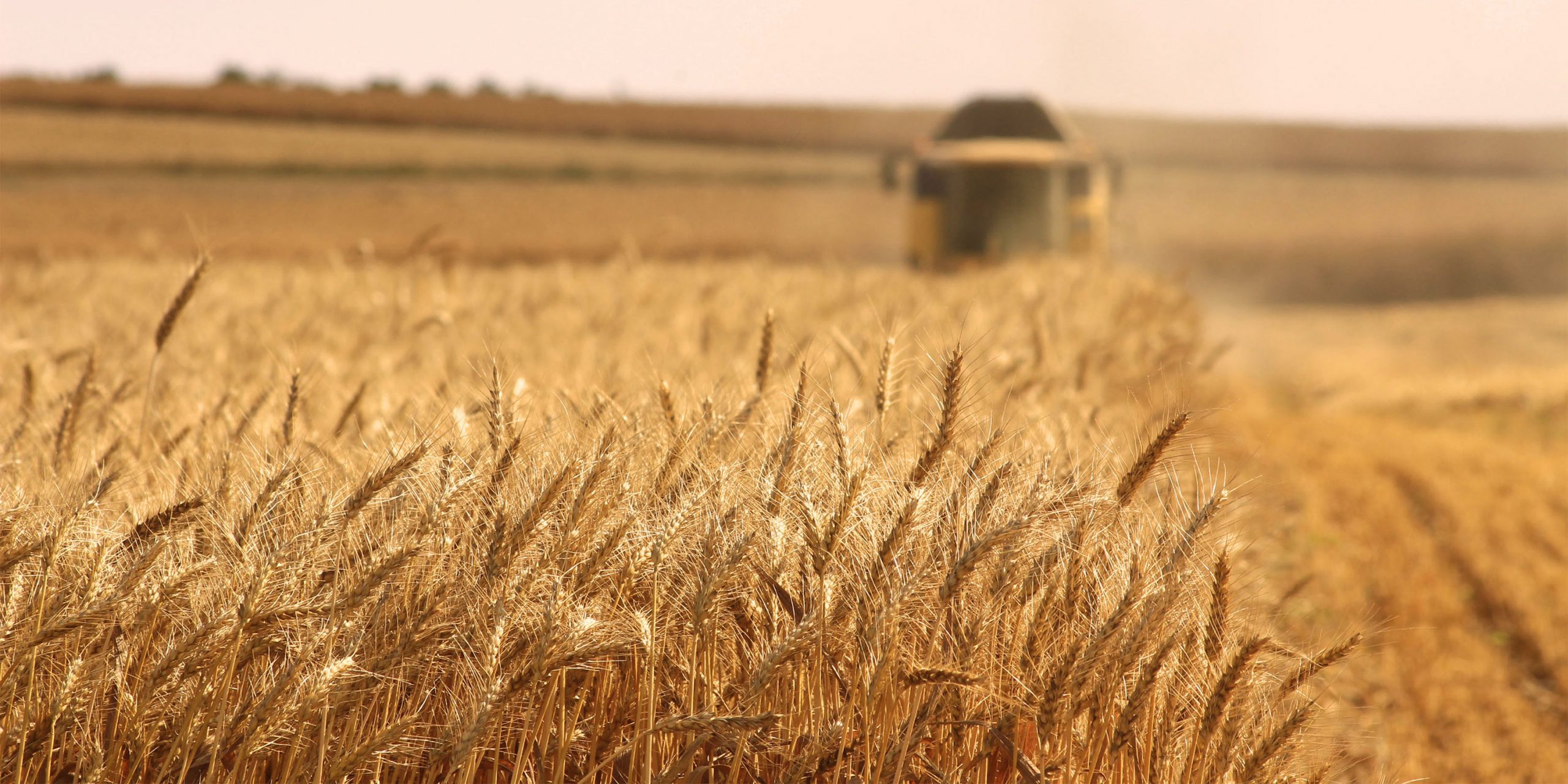 Four Regions' Farmers Have Completed the Harvest of Winter and Spring Wheat