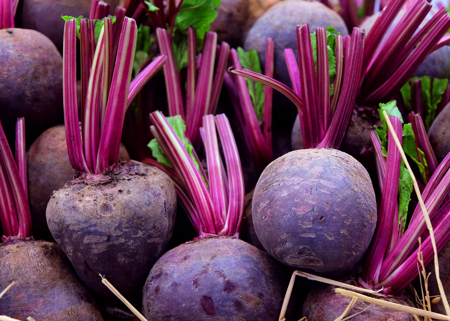 How to Plant Beets for the Winter to Grow Large Tubers