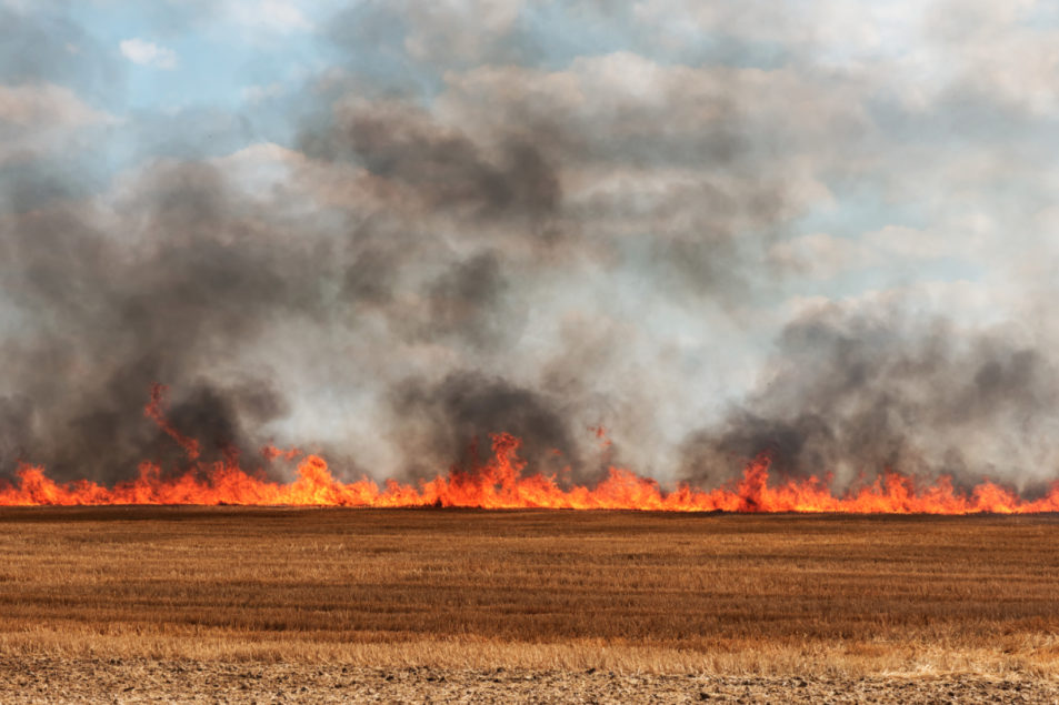 In the Cherkasy Region, a Farmer Suffered Losses of UAH 1 Million