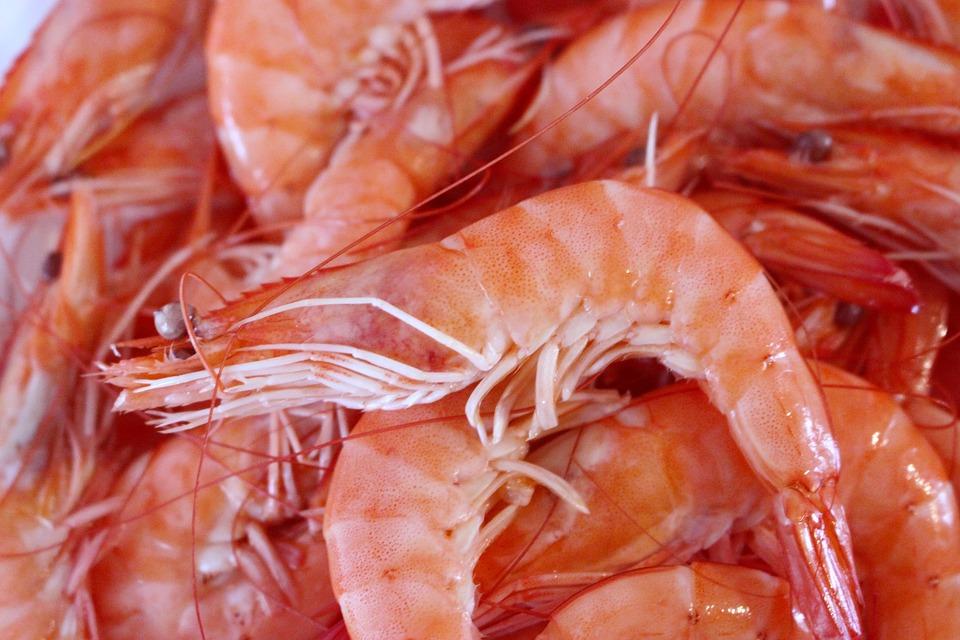 In the Gulf, Tourists Complain About Fake Shrimp Made of Gelatin