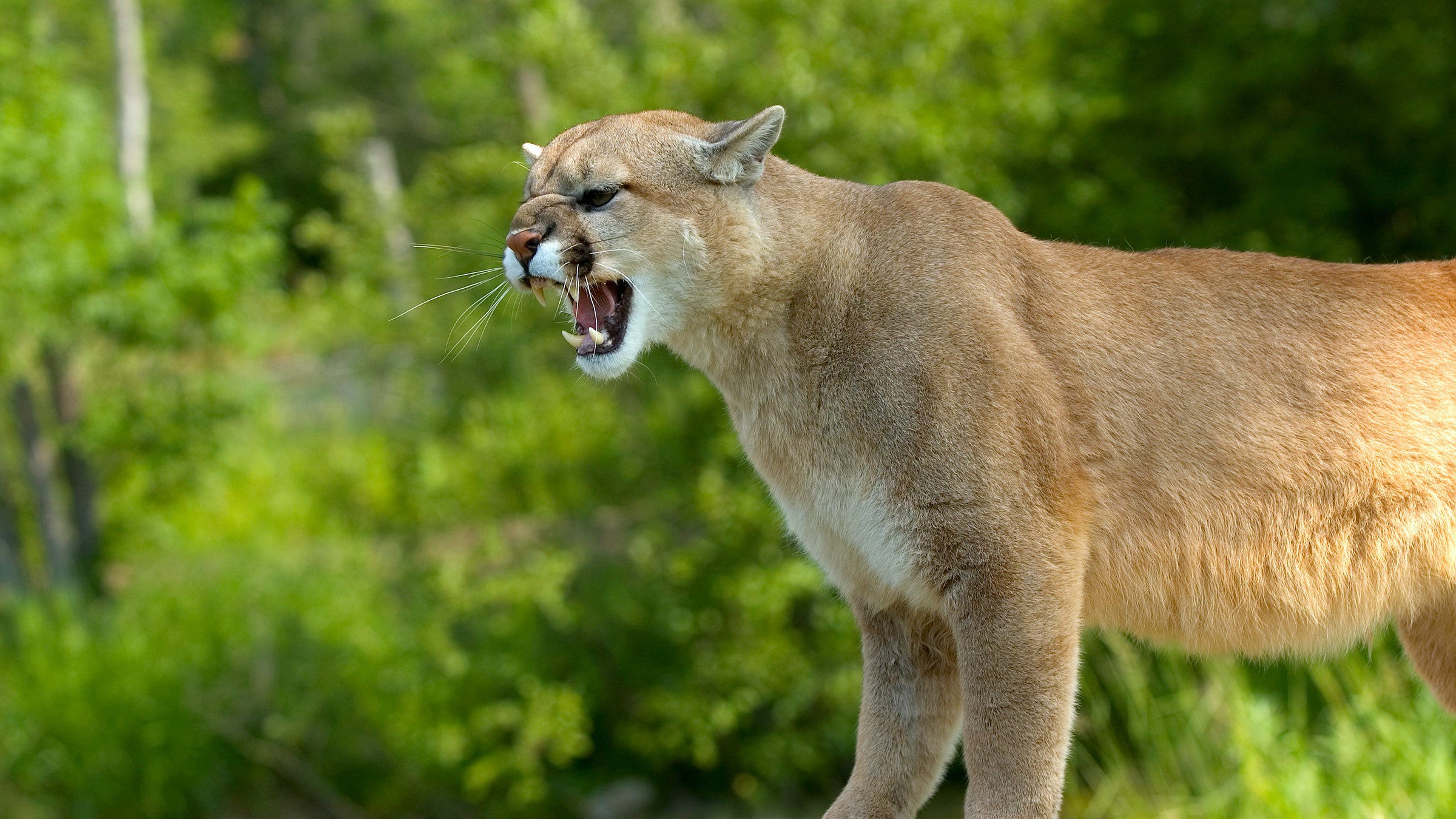 In the Suburbs of Kaniv Found a Cougar