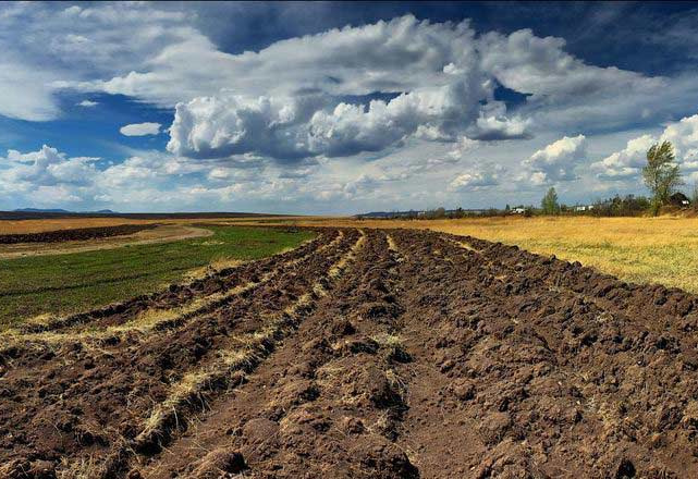 In the Vinnytsia Region, a Tenant Plowed Pastures for UAH 7 Million