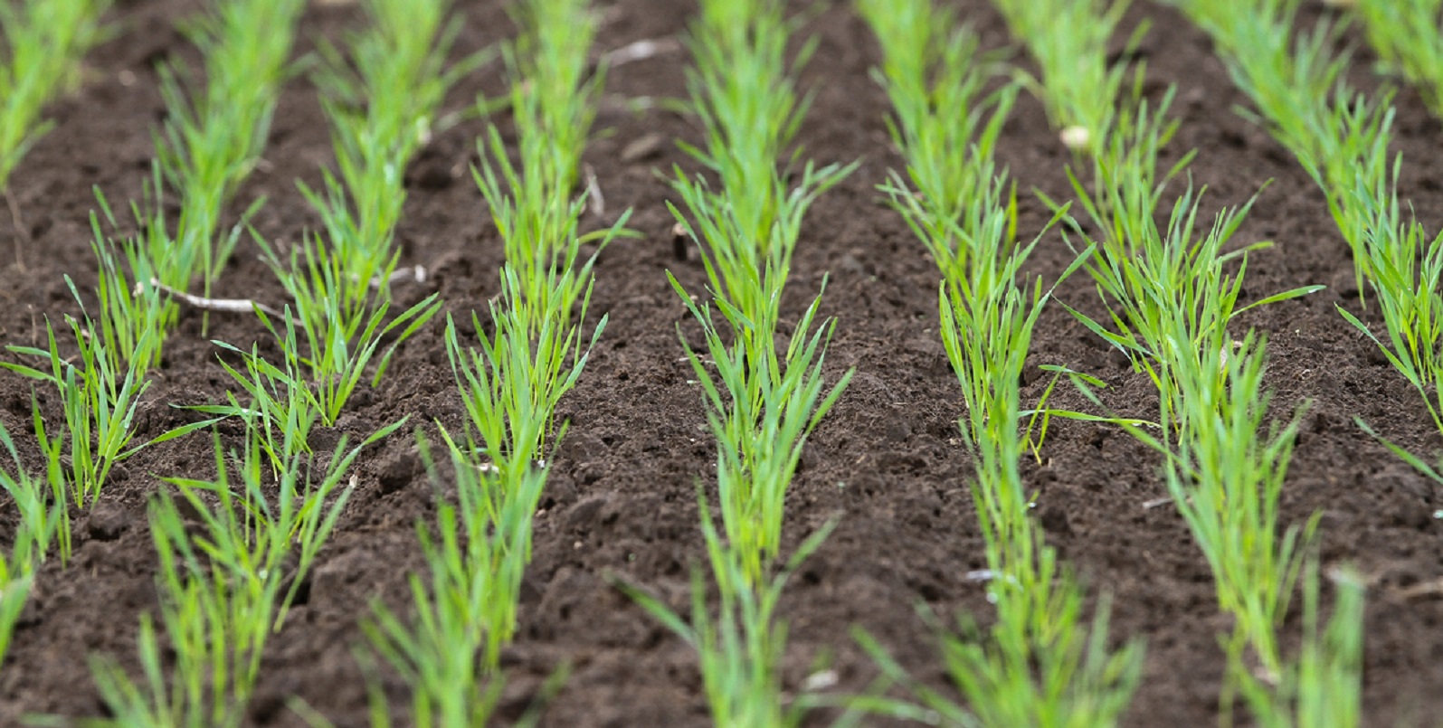 Autumn Weed Control in Winter Grain Crops