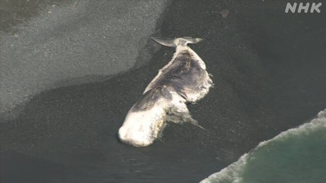 In Japan, a Huge Whale Was Thrown Ashore