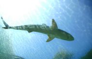 Shark Attack Near an Australian Beach, a Young Surfer Was Killed