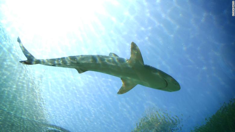 Shark Attack Near an Australian Beach, a Young Surfer Was Killed