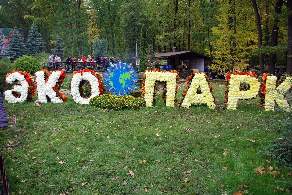 Colorful “Ball” of Chrysanthemums Started in Eco-park Near Kharkiv