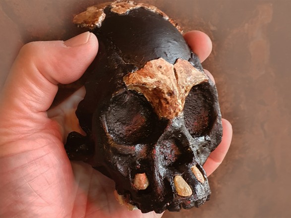 The skull of a child of the species Homo naledi was found in Africa