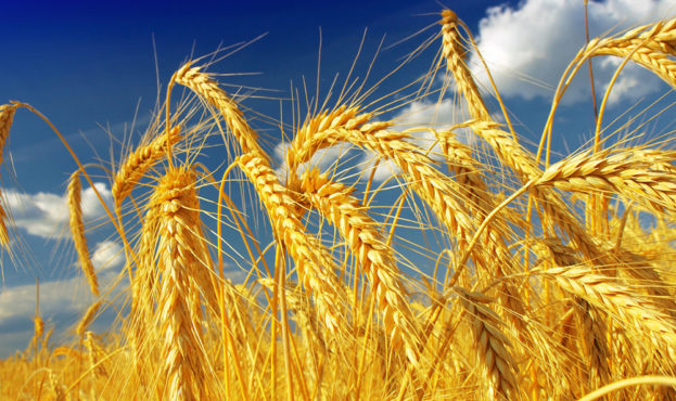 A new variety of wheat has been bred in Ukraine