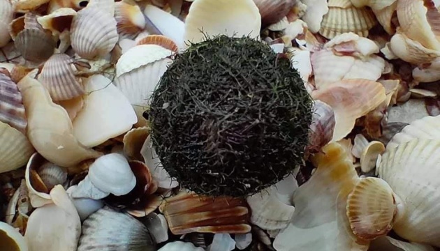 Globular algae on the shores of the Sea of Azov