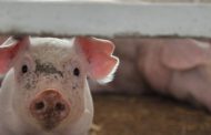 In the Chernivtsi region, the incidence of ASF infection in pigs has increased