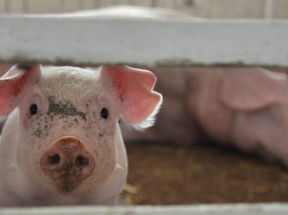 In the Chernivtsi region, the incidence of ASF infection in pigs has increased