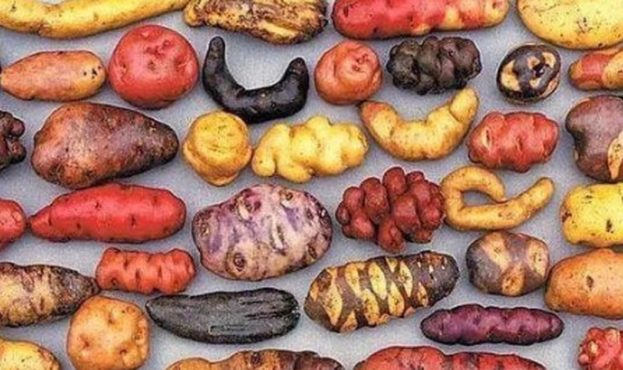 Breeders have bred a new variety of potato