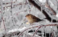 Frosty weather will continue in Ukraine today