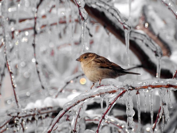 Frosty weather will continue in Ukraine today