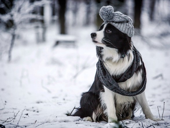 Today frost is expected in most regions of Ukraine